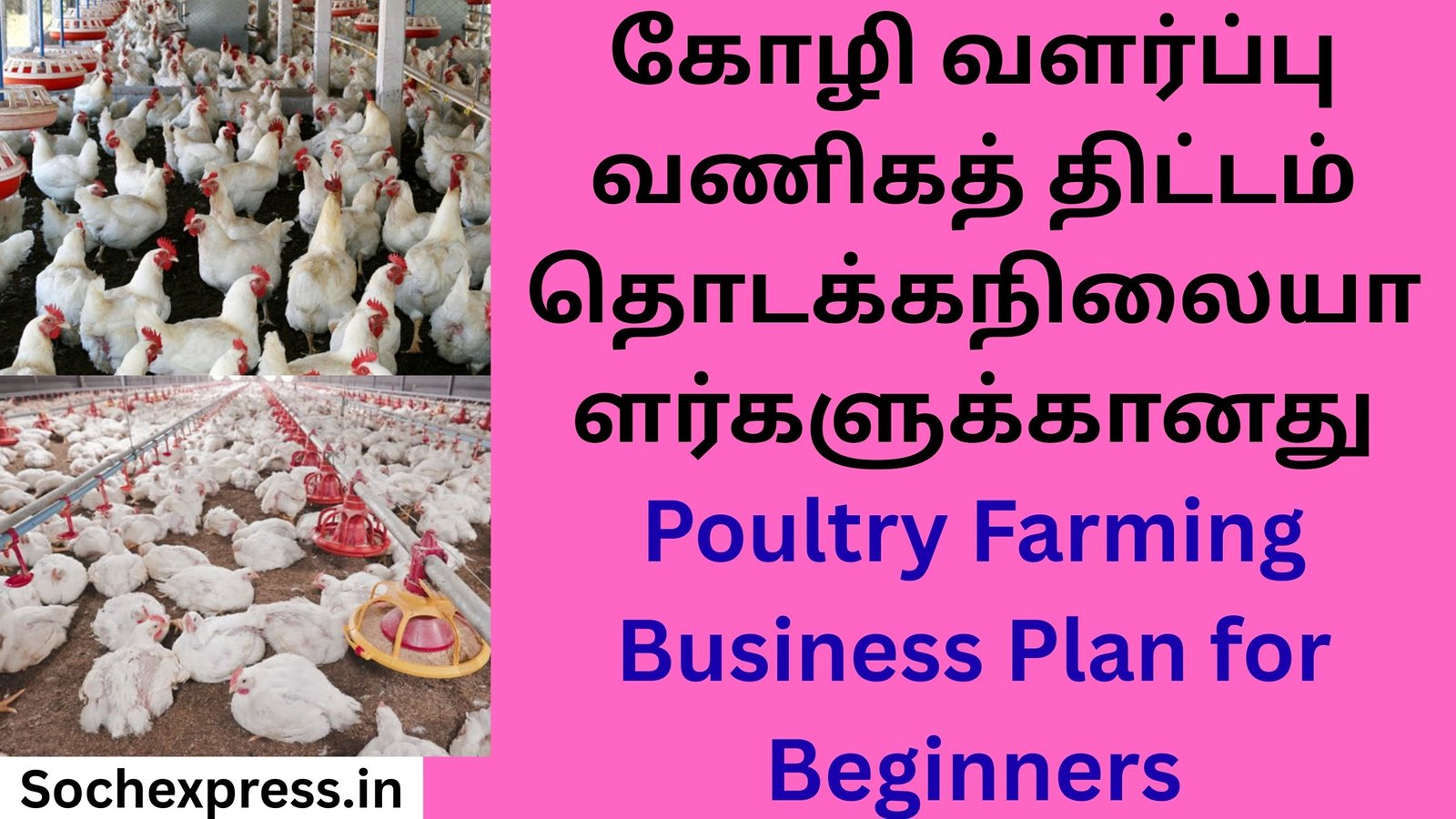 Poultry Farming Business Plan for Beginners